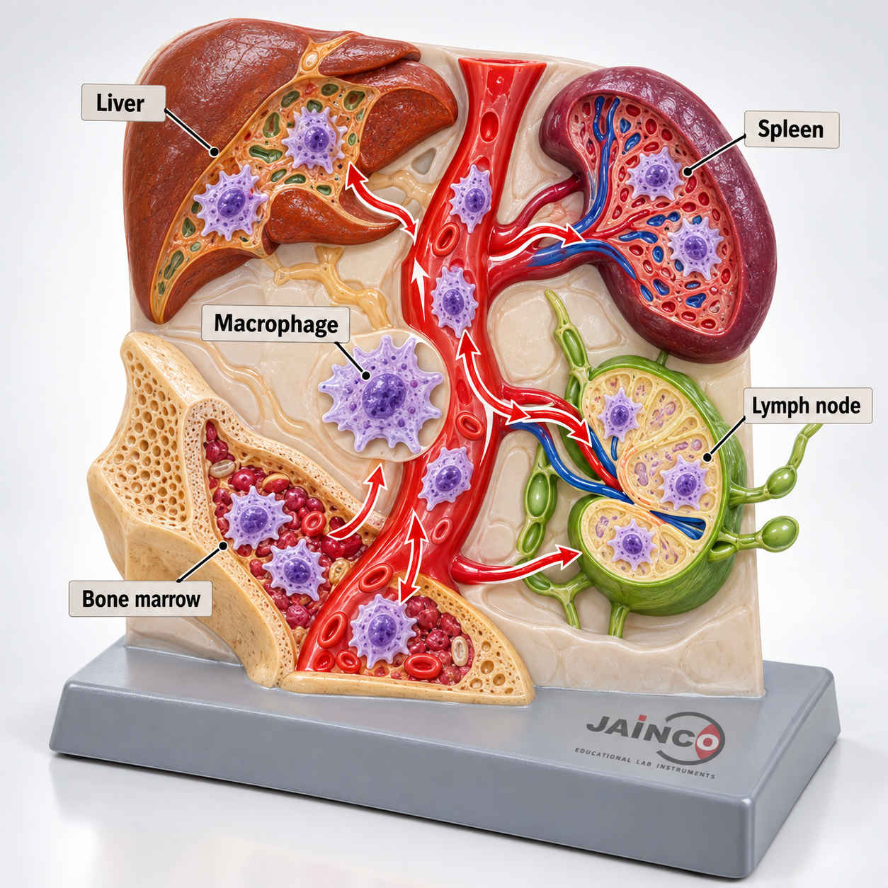 Reticuloendothelial System Model